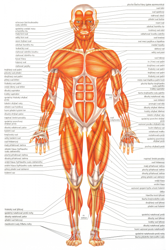 svaly-lidskeho-tela--pohled-zepredu-