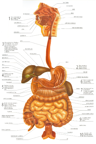 organy-traviciho-ustroji-a-faze-procesu-traveni_png.jpg
