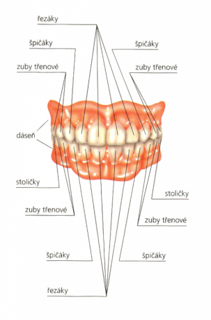 postaveni-zubu-v-ustech_png.jpg