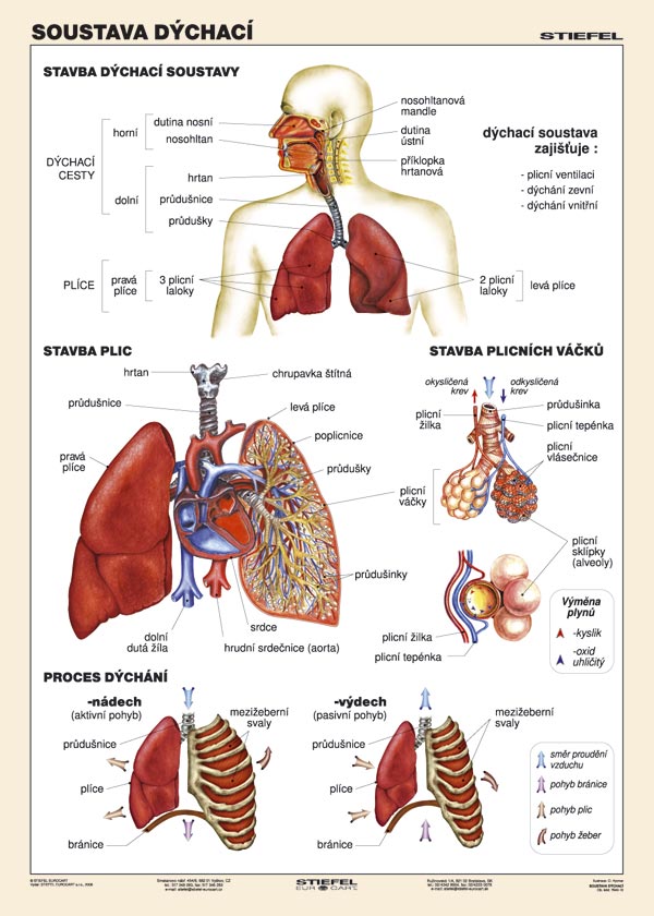 dychaci-soustava