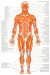 svaly-lidskeho-tela--pohled-zepredu-