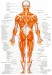 svaly-lidskeho-tela--pohled-zezadu-_png.jpg